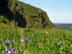 PTWildLillyShore.jpg Flora Flora - Flower Blossoms Landscapes - Nature