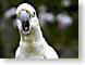 PTparrot.jpg Fauna birds avian animals white eyes eyeballs