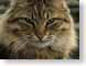 PVdPsiskat.jpg Fauna pets animals face felines cats animals photography