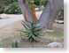 PWbalboaParkCcts.jpg Flora cactus photography