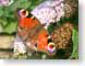 PWbutterfly.jpg Fauna insects bugs butterfly moths butterflies insects orange