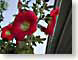 Phollyhock.jpg Flora Flora - Flower Blossoms ruby red