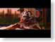 Pixar03rata.jpg Animation Movies disney pixar rodents mammals animals ratatouille