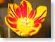 RANtulip.jpg Flora Flora - Flower Blossoms yellow red orange