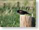 RBrwBlackbird.jpg Fauna birds avian animals nature grass photography