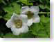 RBsalmonBerry.jpg Flora - Flower Blossoms closeup close up macro zoom photography white green