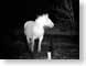 RCShorse.jpg Fauna mammals animals black and white bw grayscale black & white dark night horses equine mammals animals