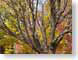 RFfallTree.jpg Flora leaves leafs fall colors photography tree branches