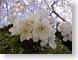 RHblossom.jpg Flora Flora - Flower Blossoms photography tree branches