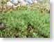 RHgrass.jpg Flora stones rocks green closeup close up macro zoom photography