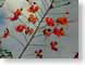 RJW01bonaire.jpg Flora Flora - Flower Blossoms clouds red
