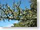 RJW01muirBeach.jpg Flora moss photography tree branches