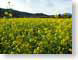 RJW02NapaValley.jpg Flora - Flower Blossoms napa valley california wine country photography yellow green