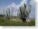 RJW02cactus.jpg Flora cactus desert photography