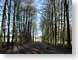 RJW02netherlands.jpg trees forest woods woodlands Landscapes - Rural path walkway netherlands royals regal royalty