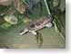 RJW02turtle.jpg Fauna fish sealife animals turtles sealife animals national aquarium baltimore maryland Under Water