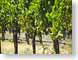 RJW03phelps.jpg grape purple leaves leafs Landscapes - Rural green photography napa valley california wine country