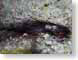 RJW10bonaire.jpg sealife Under Water photography bonaire netherlands antilles