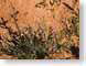 RJW13kwagunt.jpg Flora Flora - Flower Blossoms national parks regional parks national monuments photography grand canyon