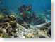 RJW17Bonaire.jpg fish sealife animals coral Under Water photography bonaire netherlands antilles