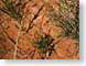 RJW17kwagunt.jpg Flora Flora - Flower Blossoms national parks regional parks national monuments photography grand canyon