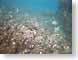 RJW17polynesia.jpg Fauna fish sealife animals ocean water tahiti french polynesia Under Water snorkeling