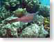 RJW19Bonaire.jpg fish sealife animals coral Under Water photography bonaire netherlands antilles