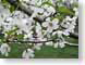RJW2dcCherryFest.jpg Flora white Flora - Flower Blossoms green washington dc