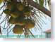 RJW33Belize.jpg Flora caribbean photography belize caribbean latin america