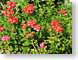 RJWjaxBlooms.jpg Flora - Flower Blossoms photography closeup close up macro zoom green pink red