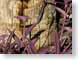 RJWjaxLizard.jpg Fauna palm trees closeup close up macro zoom lizards reptiles animals photography
