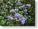 RJWjuniper.jpg Flora leaves leafs purple lavendar lavender green closeup close up macro zoom photography