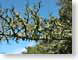 RJWlichen.jpg Flora california photography tree branches