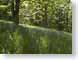 RJgaerFawrWood.jpg Flora - Flower Blossoms trees forest woods woodlands grass Landscapes - Nature green
