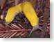 RMKbananaSlug.jpg Fauna yellow california ucsc uc santa cruz