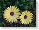 RMdaisies.jpg Flora - Flower Blossoms photography closeup close up macro zoom yellow green