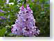 RMlilacOne.jpg Flora key lime green keylime Flora - Flower Blossoms purple lavendar lavender