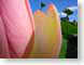 RMnaturalis.jpg Flora Flora - Flower Blossoms nature green pink