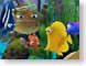 RMnemo.jpg Animation Movies disney fish sealife animals water pixar finding nemo