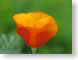 RNpoppy.jpg Flora - Flower Blossoms green closeup close up macro zoom orange california photography