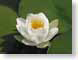 RNwaterlily.jpg Flora white Flora - Flower Blossoms green
