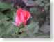 RPProsebud.jpg Flora Flora - Flower Blossoms green pink