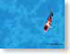 RSswimDifferent.jpg Fauna fish sealife animals water apple think different blue