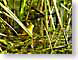 RTfrog.jpg Fauna amphibians animals water lakes ponds water loch pond scum green