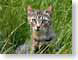RVMschnurren.jpg Fauna felines cats animals grass green photography
