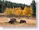 RWaspenLodge.jpg trees forest woods woodlands fall colors Landscapes - Rural