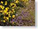 RWmtDiablo.jpg Flora Flora - Flower Blossoms yellow purple lavendar lavender photography