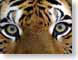RYtigerX.jpg Logos, Apple Fauna mammals animals face mac os x macosx macosex photography
