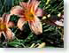RvRprettyFlower.jpg Flora Flora - Flower Blossoms colors colours