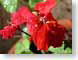 SAbouganvillia.jpg Flora Flora - Flower Blossoms red